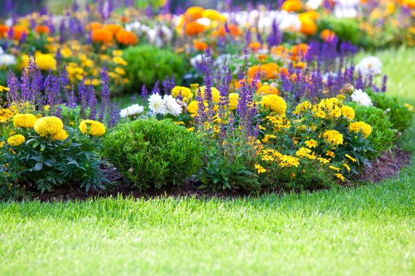 Flower Bed Maintenance in Taylor