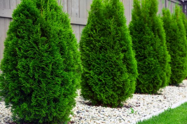 Arborvitae Planting in Taylor
