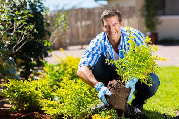 Bush Planting Service in Taylor
