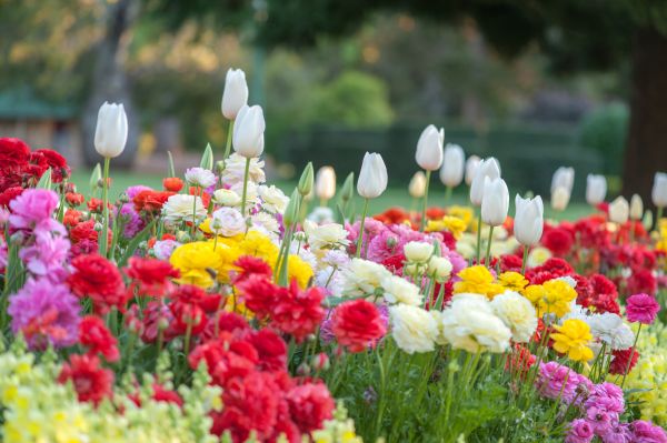 Gardening Service in Taylor
