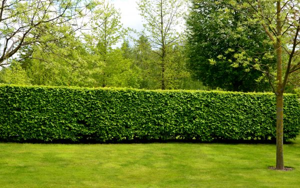 Hedge Planting in Taylor