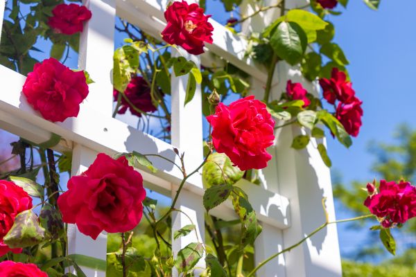 Home Gardening Service in Taylor