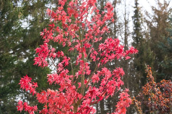 Japanese Maple Planting in Taylor