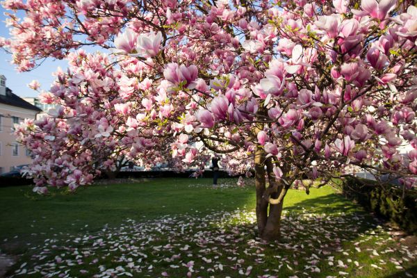 Magnolia Tree Planting in Taylor