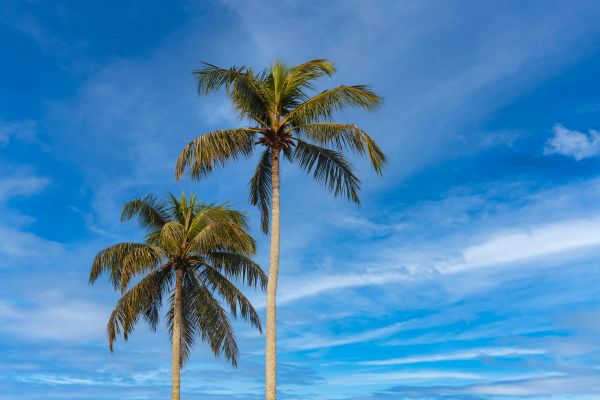 Palm Tree Planting in Taylor