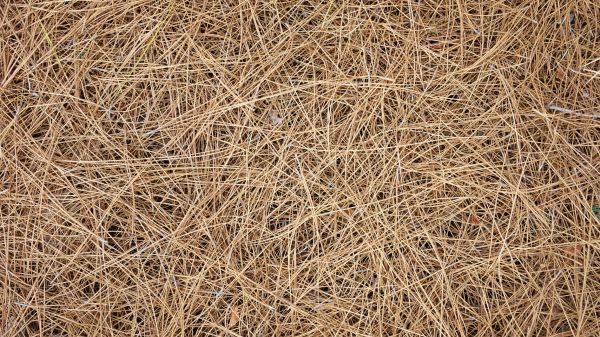 Pine Needles Delivery in Taylor