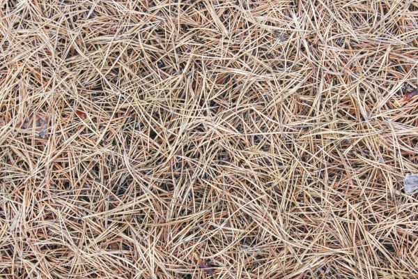 Pine Straw Installation in Taylor