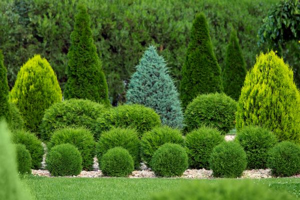 Shrub Replacement in Taylor
