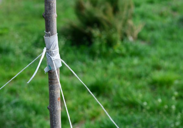Tree Staking Service in Taylor