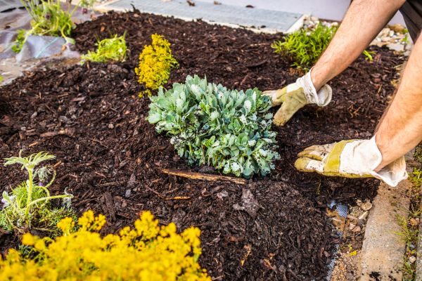 Weeding And Mulching in Taylor