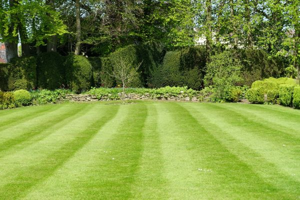 Lawn Renovation in Taylor