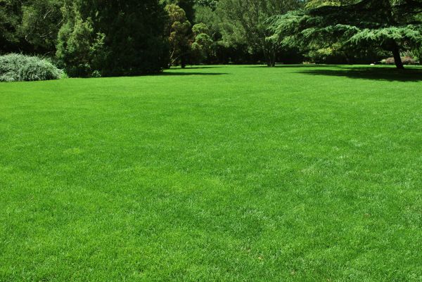 Lawn Landscaping in Taylor