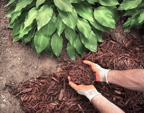 Shredded Mulch Service in Taylor