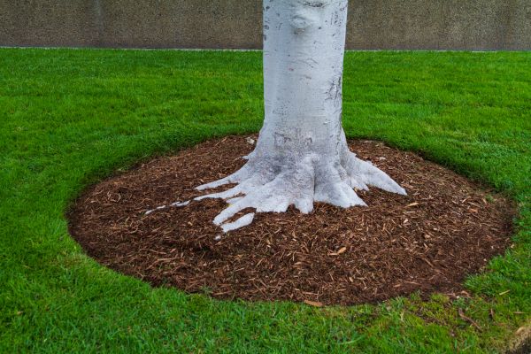Brown Mulch Installation in Taylor