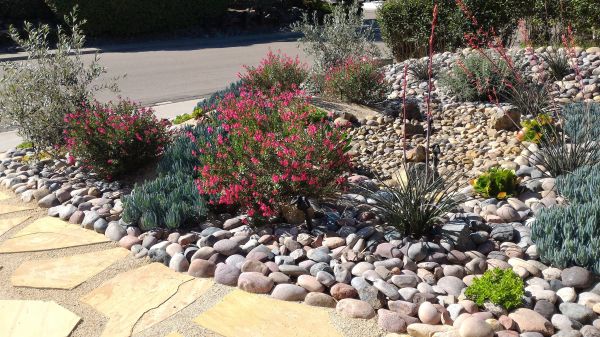 Xeriscape Landscaping in Taylor