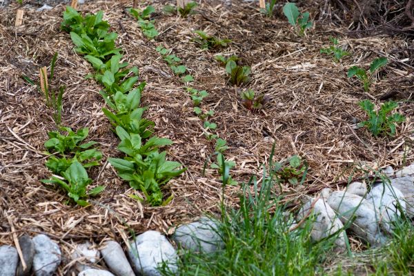 Mulch Service in Taylor