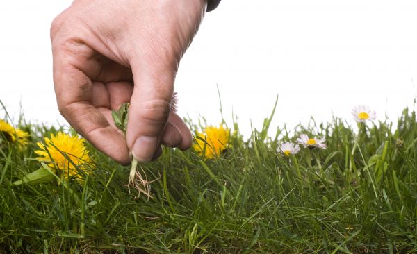 Lawn Weeding in Taylor