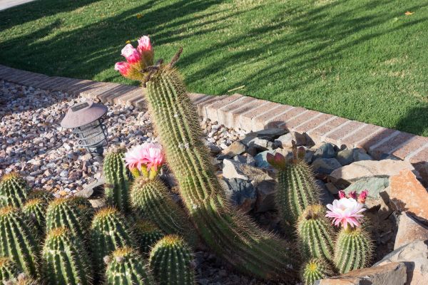 Desert Landscaping in Taylor