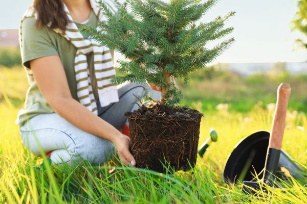 Spruce Tree Planting in Taylor