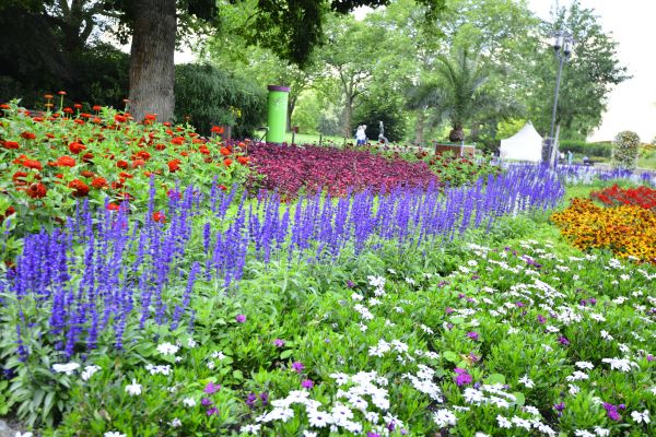 Perennials Planting in Taylor