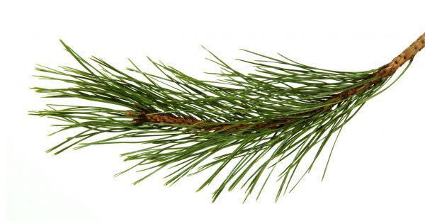 Pine Needles Installation in Taylor