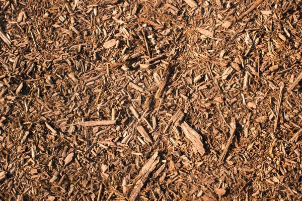 Wood Chips Removal in Taylor