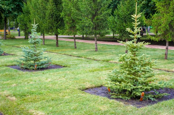 Privacy Trees Planting in Taylor
