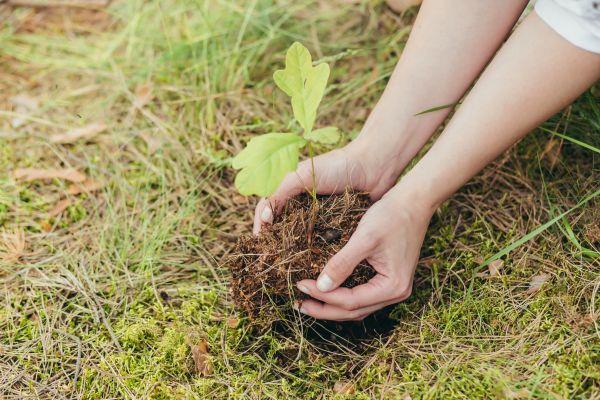 Oak Tree Planting in Taylor