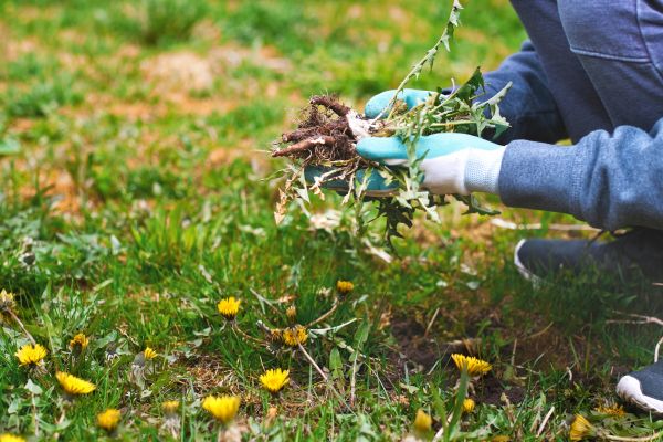 Flower Bed Clearing in Taylor