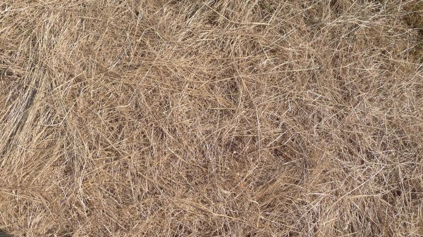 Pine Straw Replacement in Taylor