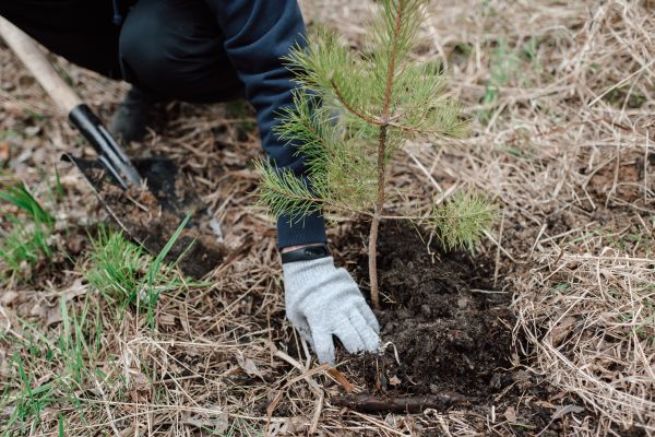 Pine Tree Planting in Taylor
