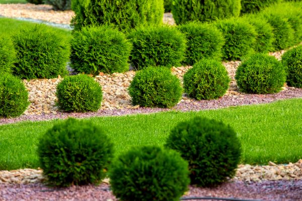 Bush Replacement in Taylor