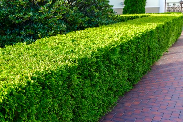 Hedge Installation in Taylor