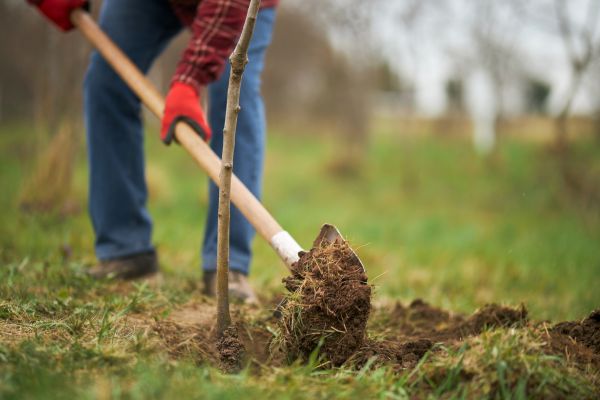 Trees Planting in Taylor