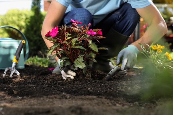 Plant Replacement in Taylor