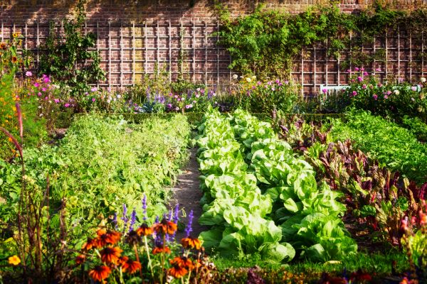 Garden Planting Service in Taylor