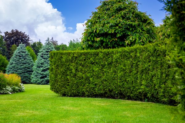 Hedge Landscaping in Taylor