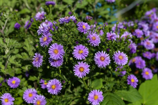 Perennial Flower Planting in Taylor