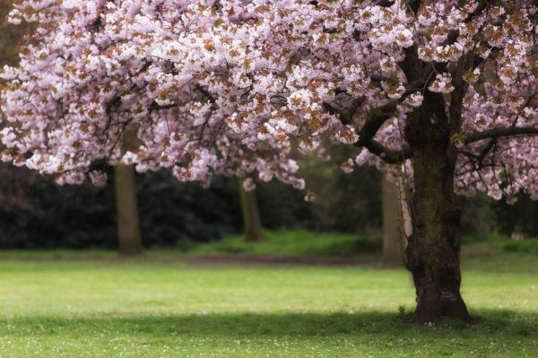 Cherry Tree Planting in Taylor