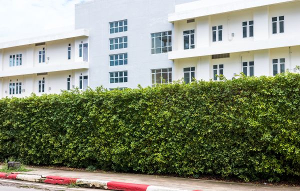 Privacy Landscaping in Taylor