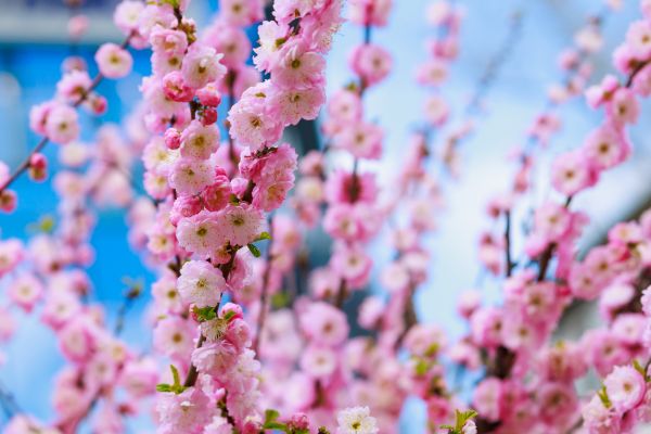 Japanese Cherry Tree Planting in Taylor