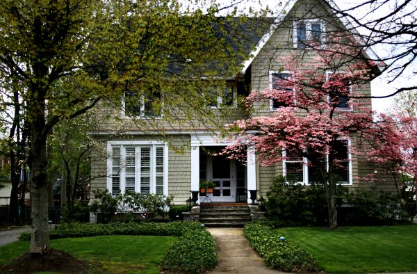 Ornamental Tree Planting in Taylor