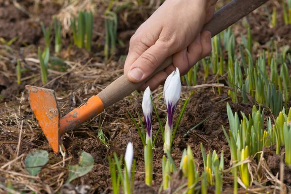 Flower Garden Weeding in Taylor
