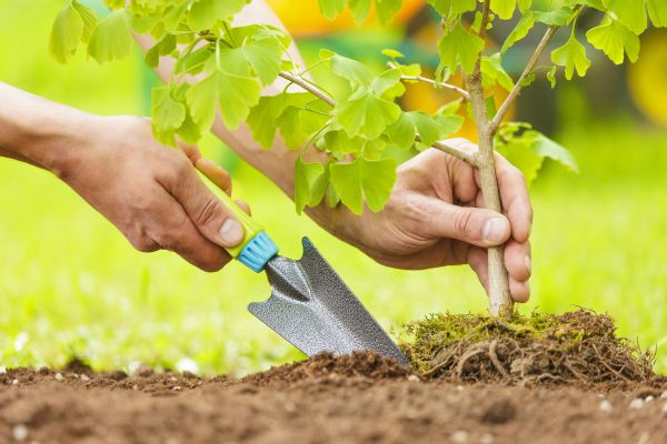 Fruit Tree Planting in Taylor