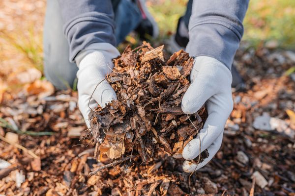 Shredded Mulch Installation in Taylor