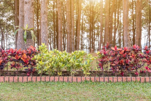 Small Garden Landscaping in Taylor