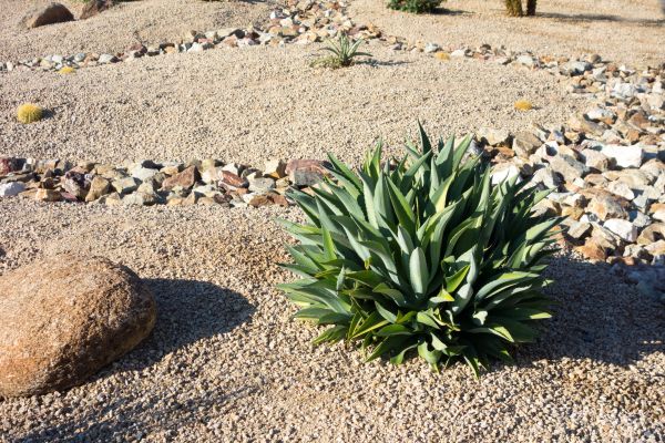 Xeriscaping Service in Taylor