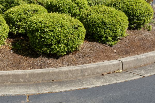 Pine Mulch Installation in Taylor