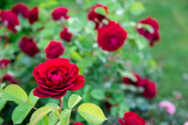 Rose Planting in Taylor