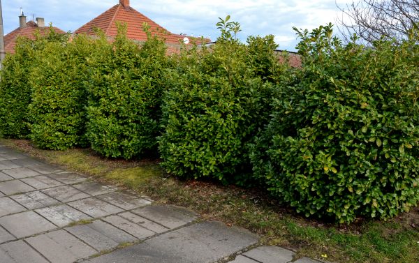 Privacy Shrub Installation in Taylor